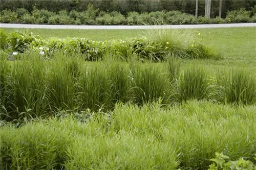 Garten-Reitgras - Calamagrostis x acutiflora 'Karl Foerster'