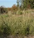 Garten-Reitgras - Calamagrostis x acutiflora 'Karl Foerster'