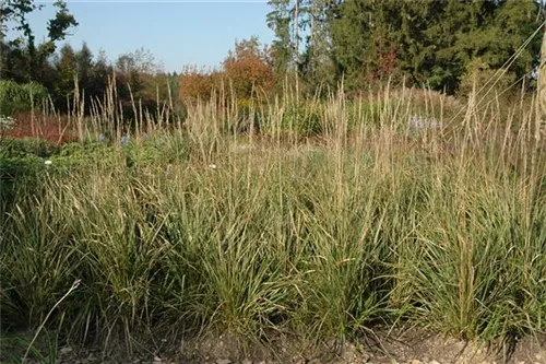 Garten-Reitgras - Calamagrostis x acutiflora 'Karl Foerster'