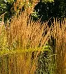 Garten-Reitgras - Calamagrostis x acutiflora 'Karl Foerster'