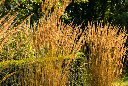 Garten-Reitgras - Calamagrostis x acutiflora 'Karl Foerster'