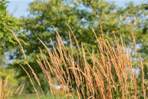 Garten-Reitgras - Calamagrostis x acutiflora 'Karl Foerster'