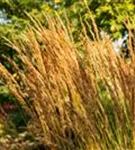 Garten-Reitgras - Calamagrostis x acutiflora 'Karl Foerster'