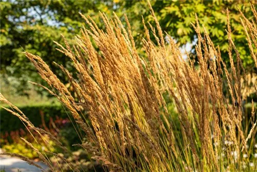 Garten-Reitgras - Calamagrostis x acutiflora 'Karl Foerster'