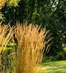 Garten-Reitgras - Calamagrostis x acutiflora 'Karl Foerster'