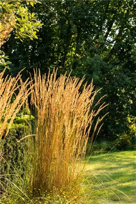 Garten-Reitgras - Calamagrostis x acutiflora 'Karl Foerster'