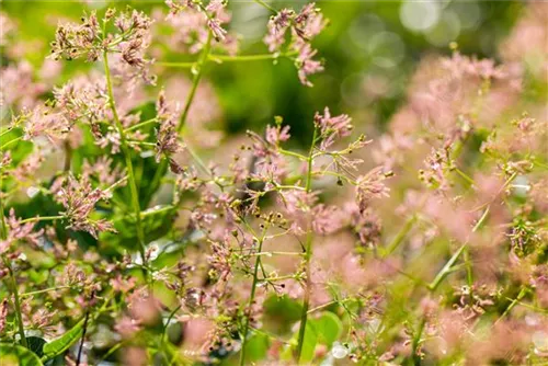 Perückenstrauch - Cotinus coggygria