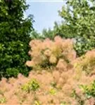 Perückenstrauch - Cotinus coggygria