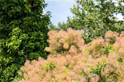 Perückenstrauch - Cotinus coggygria