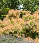 Perückenstrauch - Cotinus coggygria