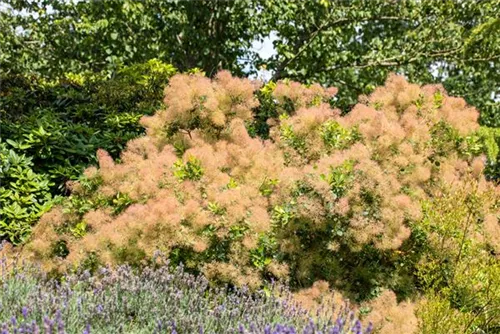 Perückenstrauch - Cotinus coggygria