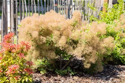 Perückenstrauch - Cotinus coggygria