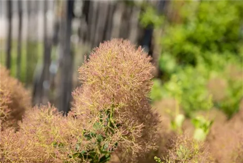 Perückenstrauch - Cotinus coggygria