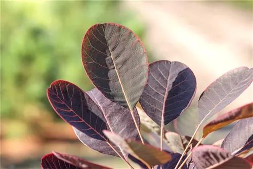 Perückenstrauch - Cotinus coggygria