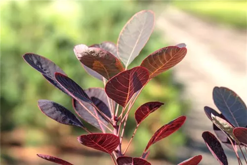 Perückenstrauch - Cotinus coggygria