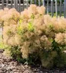 Perückenstrauch - Cotinus coggygria