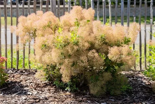 Perückenstrauch - Cotinus coggygria