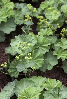 Großblättriger Frauenmantel - Alchemilla mollis