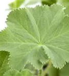 Großblättriger Frauenmantel - Alchemilla mollis