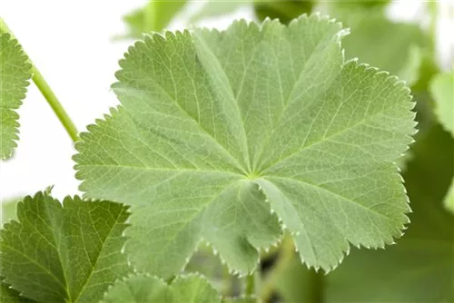 Großblättriger Frauenmantel - Alchemilla mollis