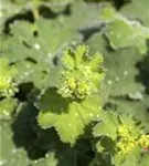 Großblättriger Frauenmantel - Alchemilla mollis