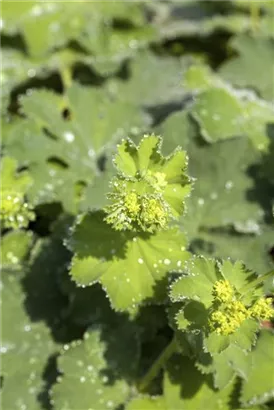 Großblättriger Frauenmantel - Alchemilla mollis