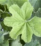 Großblättriger Frauenmantel - Alchemilla mollis