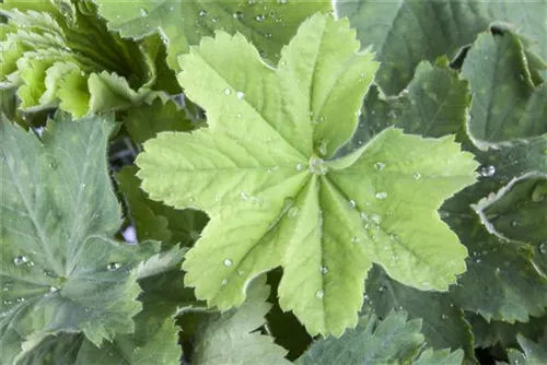 Großblättriger Frauenmantel - Alchemilla mollis