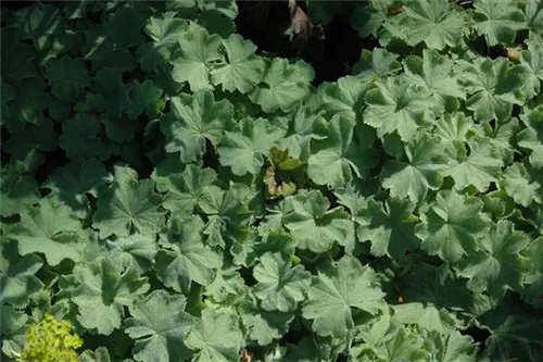 Großblättriger Frauenmantel - Alchemilla mollis