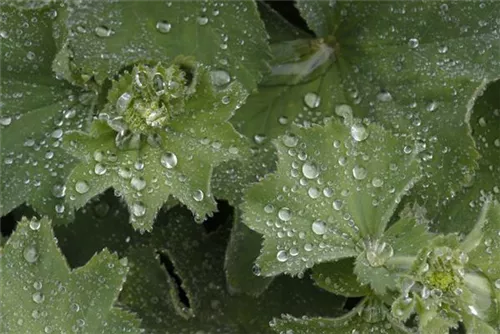 Großblättriger Frauenmantel - Alchemilla mollis