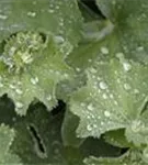 Großblättriger Frauenmantel - Alchemilla mollis