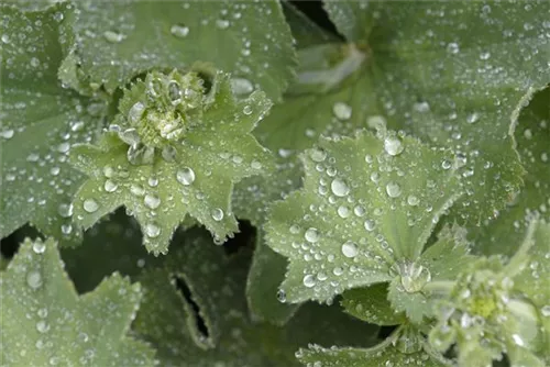 Großblättriger Frauenmantel - Alchemilla mollis