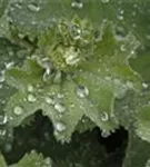 Großblättriger Frauenmantel - Alchemilla mollis