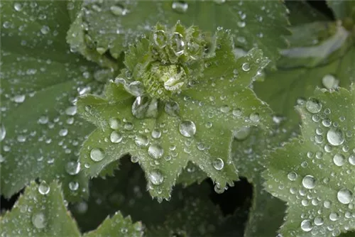 Großblättriger Frauenmantel - Alchemilla mollis