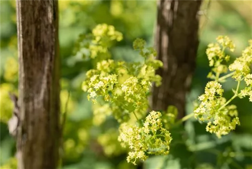 Kahler Frauenmantel - Alchemilla epipsila