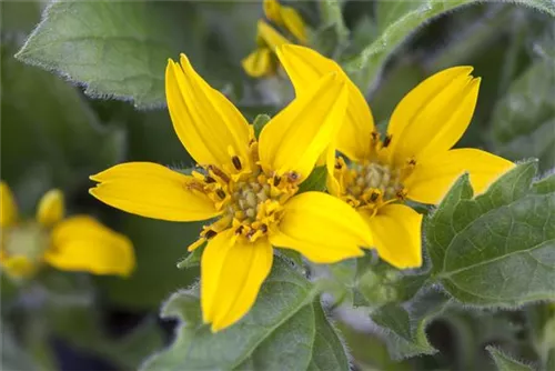 Goldkörbchen - Chrysogonum virginianum