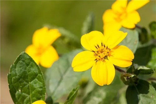 Goldkörbchen - Chrysogonum virginianum