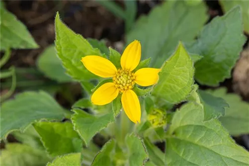 Goldkörbchen - Chrysogonum virginianum