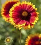 Großblumige Garten-Kokardenblume - Gaillardia x grandiflora 'Kobold'