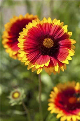 Großblumige Garten-Kokardenblume - Gaillardia x grandiflora 'Kobold'