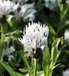 Garten-Flockenblume - Centaurea montana 'Alba'