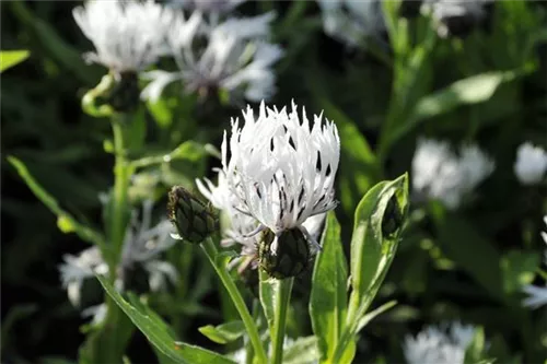 Garten-Flockenblume - Centaurea montana 'Alba'