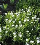 Garten-Flockenblume - Centaurea montana 'Alba'