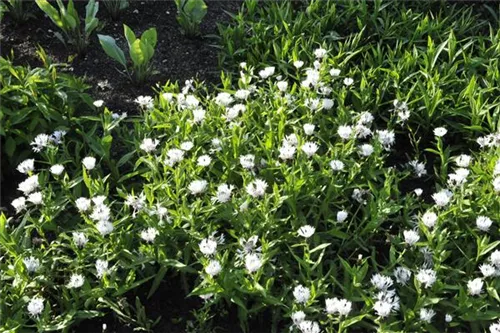 Garten-Flockenblume - Centaurea montana 'Alba'