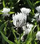 Garten-Flockenblume - Centaurea montana 'Alba'