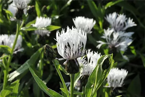 Garten-Flockenblume - Centaurea montana 'Alba'