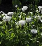 Garten-Flockenblume - Centaurea montana 'Alba'