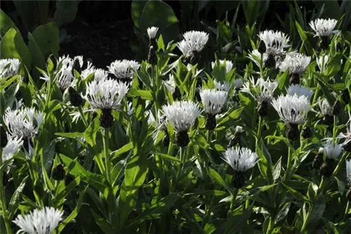 Garten-Flockenblume - Centaurea montana 'Alba'