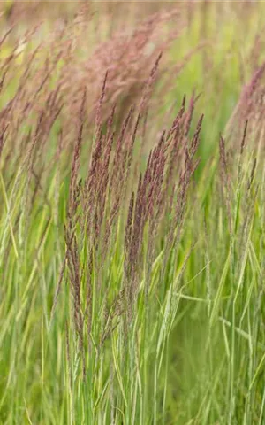 Calamagrostis x acutiflora 'Overdam'