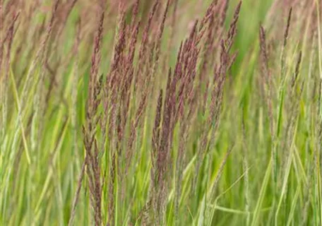 Calamagrostis x acutiflora 'Overdam' - Gestreiftblättriges Garten-Reitgras